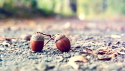 Acorns on the Road