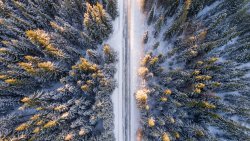 Aerial View of Winter Pine Forest and Road