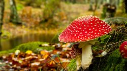 Amanita Mushroom Close Up