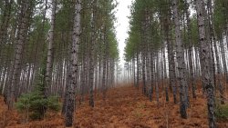 Amazing Beautiful Autumn Old Forest