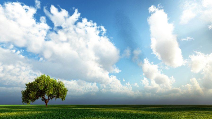 Amazing Beautiful Field and Lonely Tree