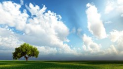 Amazing Beautiful Field and Lonely Tree