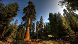 Amazing Beautiful Forest and High Trees