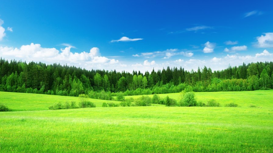 Amazing Beautiful Green Field and Old Forest