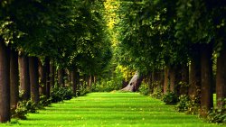 Amazing Beautiful Green Forest and Field