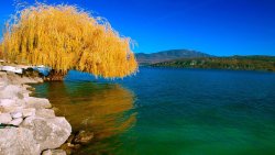 Amazing Beautiful Green Lake and Old Yellow Willow