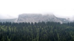 Amazing Beautiful Old Green Forest and Mountain