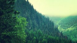 Amazing Beautiful Pine Green Forest and Fog