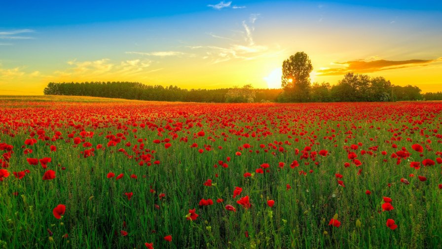 Amazing Beautiful Poppies Field and Sunset