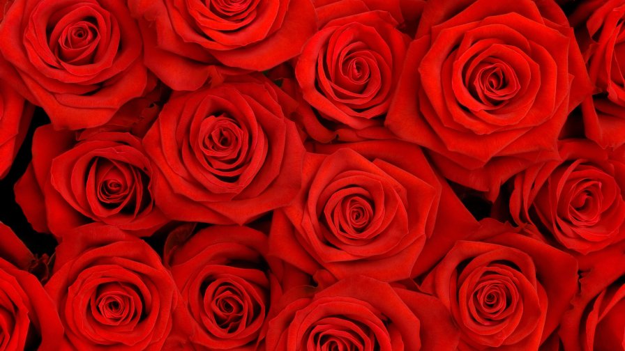 Amazing Beautiful Red Roses
