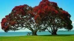 Amazing Beautiful Red Twin Trees on the Coast
