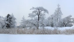 Amazing Beautiful Winter Forest Dual Screen