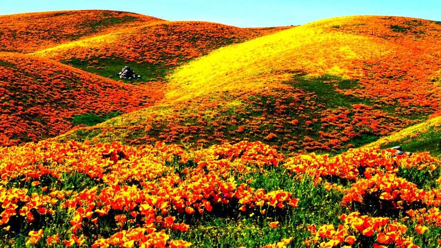 Amazing Big Orange Field