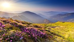 Amazing Dawn in the Mountain Valley and Purple Flowers