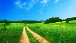 Amazing Green Field and Clear Sky