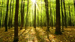 Amazing Green Forest and Sun