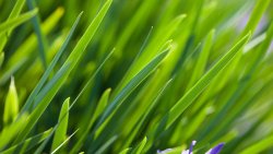 Amazing Green Grass Close Up