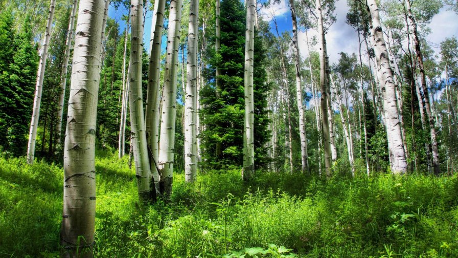 Amazing Green Summer Forest and Grass