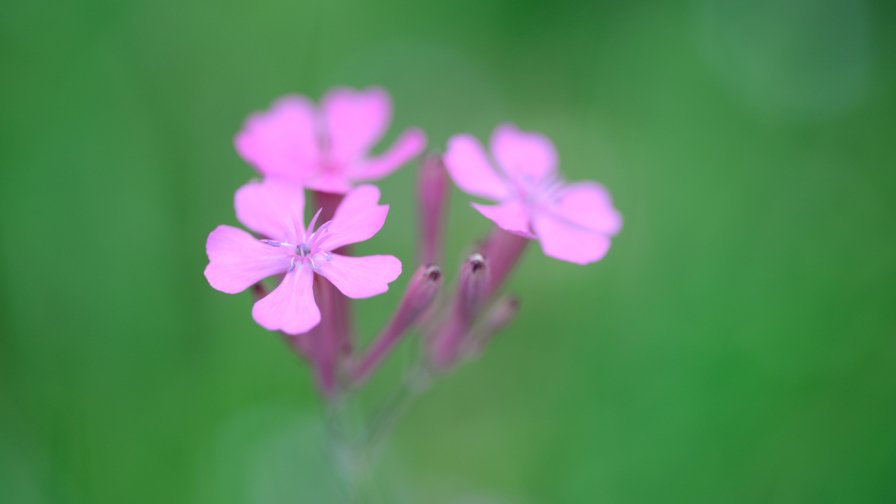 Amazing Pink Flowers Macro