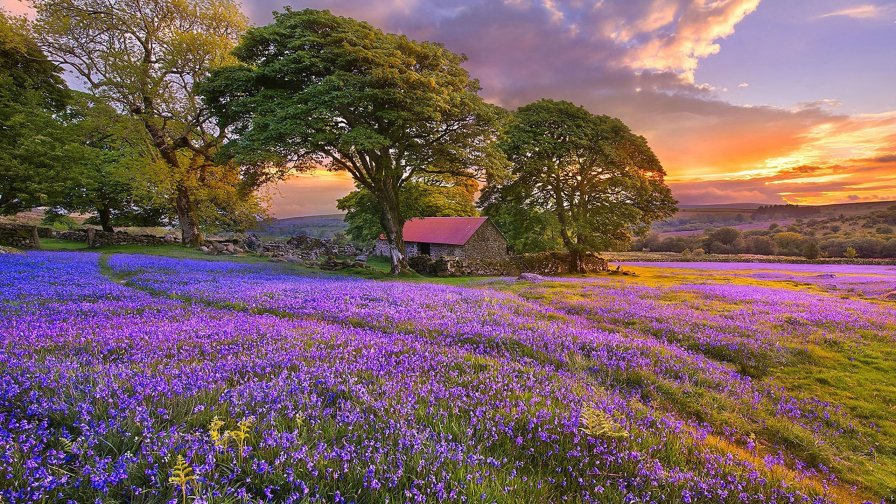 Amazing Sunrise on the Flower Field