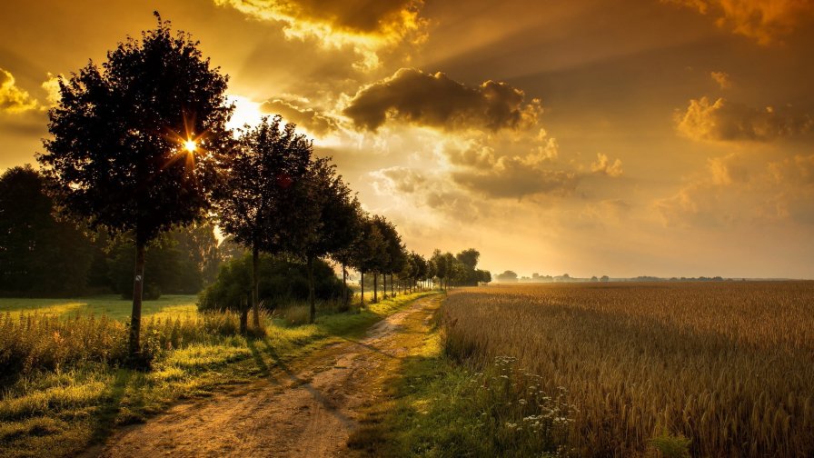 Amazing Sunset in Yellow Wheat Field