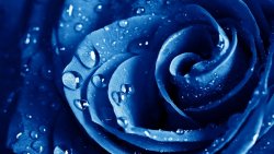 Amazing Unreal Blue Rose and Water Drops