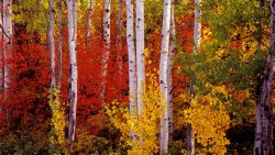 Autumn Forest Birch with Yellow Leaves