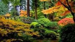 Autumn Forest Trees and Grass