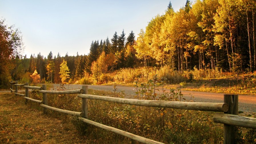 Autumn Forest and Old Road