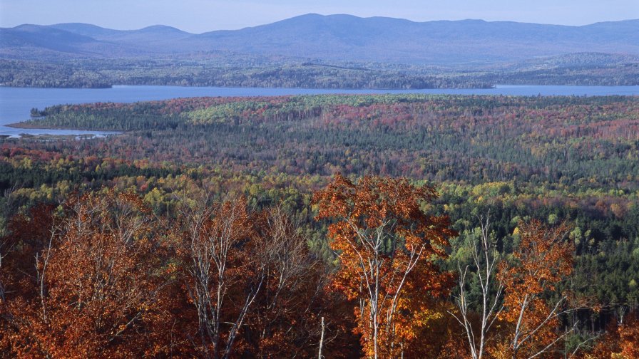 Autumn Forest and River in Mountain Valley