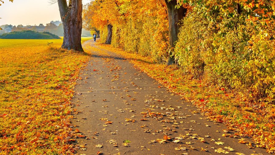 Autumn Garden in the City