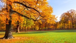 Autumn Glade and Yellow Trees in the Forest