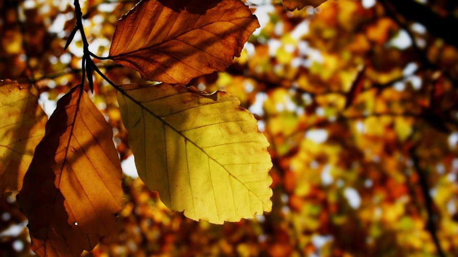 Autumn Leaves and Good Day