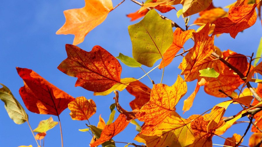 Autumn Leaves in the Forest