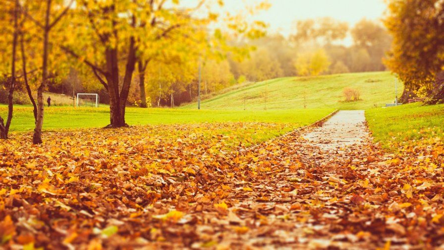 Autumn Leaves on Road in Park