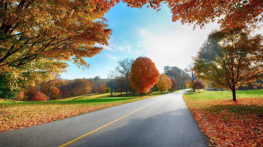 Autumn Meadow and Forest with Road