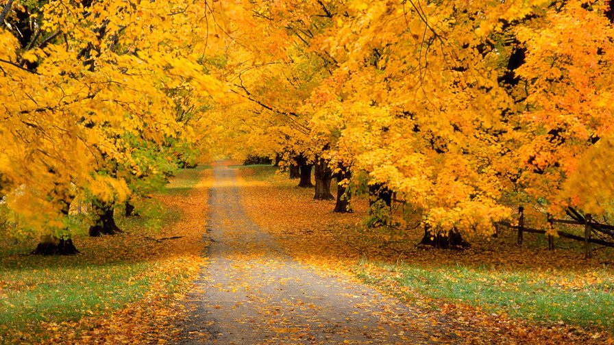 Autumn Road in the Garden