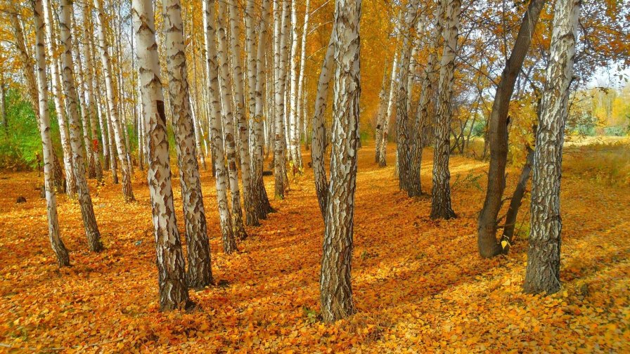 Autumn Russian Forest