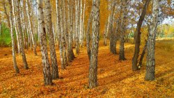 Autumn Russian Forest