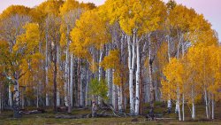 Autumn Russian White Forest