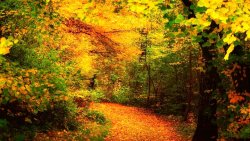 Autumn Trees and Path