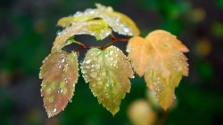 Autumn Yellow Leaf and Water Drops After Rain