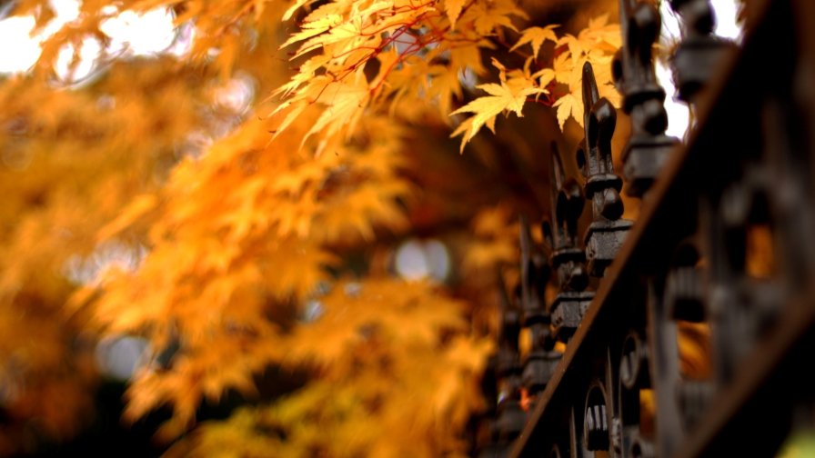 Autumn in the City Park and Bridge