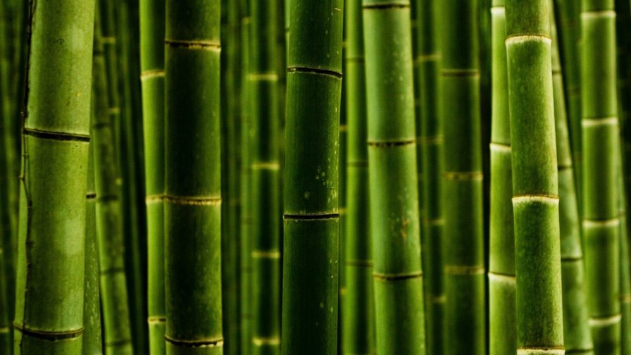 Bamboo