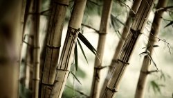 Bamboo Forest