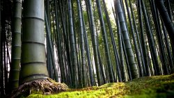 Bamboo Green Forest