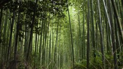 Bamboo Green Forest