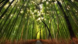 Bamboo Grove and Footpath in China