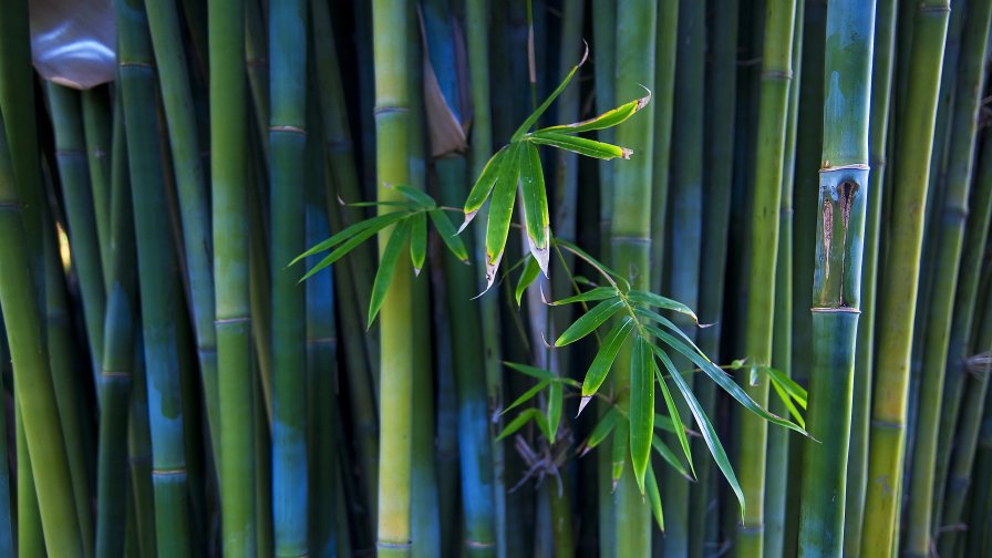 Bamboo and Green Grass