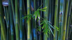 Bamboo and Green Grass